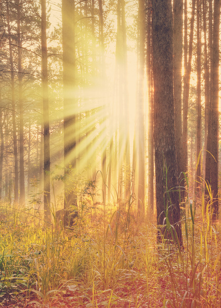 Napnyugta, őszi erdőben - Fotó, kép
