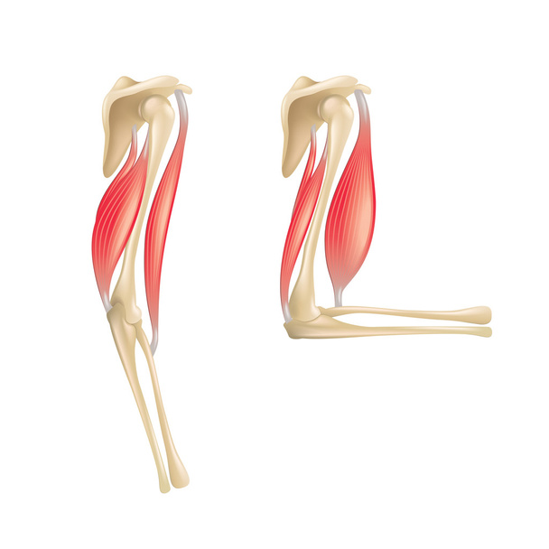 Κοινή ανατομία αγκώνα που απομονώνονται σε λευκό διάνυσμα - Διάνυσμα, εικόνα