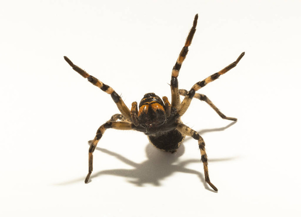 Lycosa is a genus of wolf spiders. (Lycosa singoriensis). Aggressive female insect on a white background. - Photo, Image