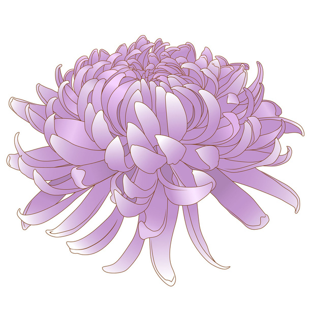Chrysanthème Rose
 - Vecteur, image