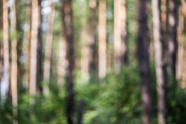 Forest bokeh background - Photo, image
