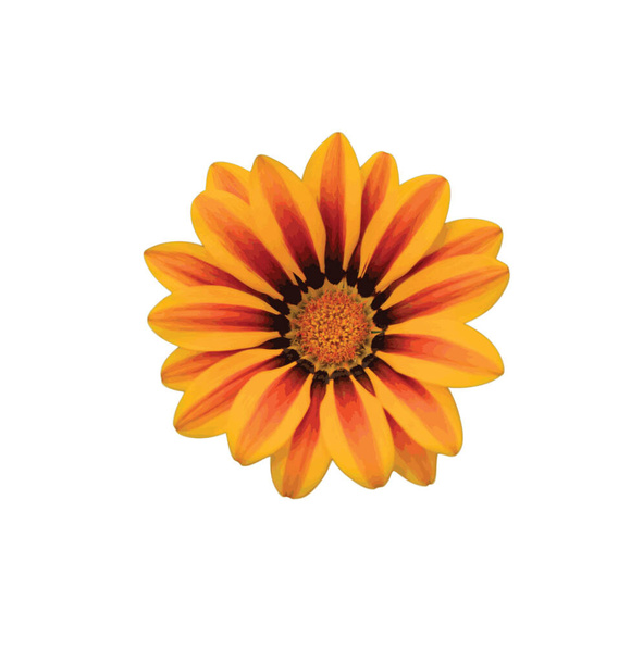 Una flor de gazania con pétalos de color naranja sobre un fondo blanco. - Vector, Imagen