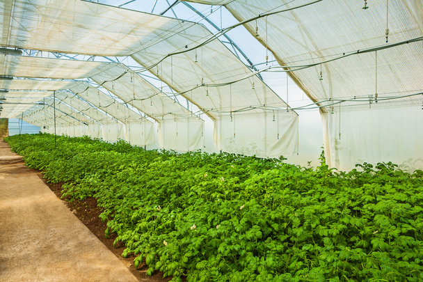 Growing potato in greenhouse - Zdjęcie, obraz