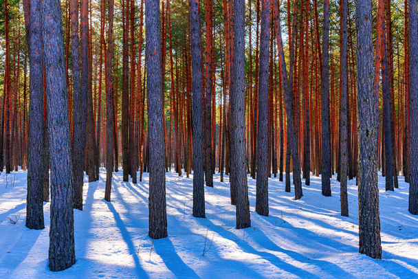 Zonsondergang of zonsopgang in het lentedennenbos bedekt met sneeuw. Zonnestralen die door de boomstammen schijnen. - Foto, afbeelding
