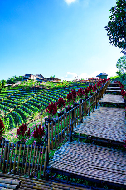 Skywalk with beautiful park at Mon Cham, Chiang Mai province. - 写真・画像