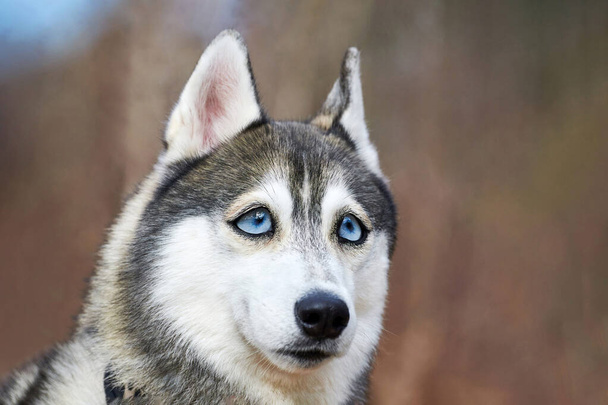 Siberian Husky dog with huge eyes, funny surprised Husky dog with confused big eyes, cute excited doggy emotions. Crazy shocked look of gray white siberian husky dog, thoughtful and pitiful - Foto, afbeelding