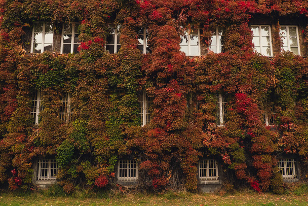Facade of Building with climber plants, ivy growing on the plant-covered walls. Autumn Ecology and green living in city, urban environment concept. Gdansk Poland. Biophilia outdoor design Sustainable environmentally friendly Green climbing plants on  - Foto, Bild