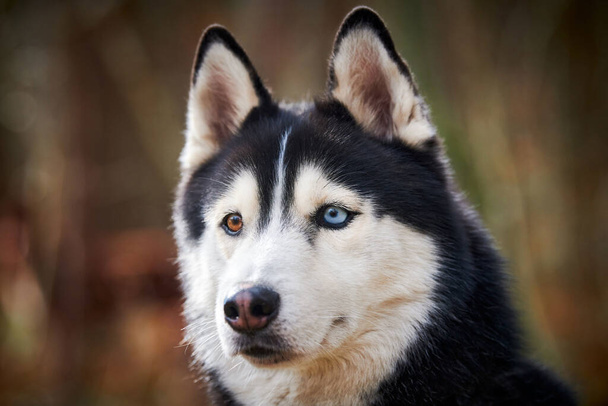 Siberian Husky dog portrait with blue brown eyes and black white coat color, cute sled dog breed. Friendly husky dog portrait outdoor forest background, walking with beautiful adult pet - 写真・画像