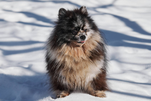 Pomeranian Spitz dog full size portrait, cute black marble with tan Spitz puppy sitting on winter snow. Funny Pomeranian Spitz sitting on white snow, charming adorable Spitz pom pom dog - Foto, Bild