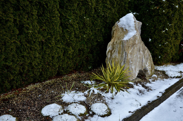 a yucca bed in an urban bed in the garden. small and large evergreens in clumps in front of the hedge. snowy leaves japan garden. large ornamental stone, winter, ice  frosted limestone rock  - Foto, Bild