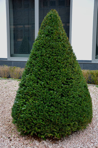 hornbeams, yews shaped into giant cone shapes with rounded cone-shape tips. Tall hedges of bosquets evergreen rich colors of the French Baroque garden, blue sky - Photo, Image