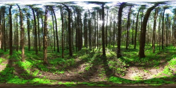 Wysokie drzewa i paprocie w lesie w słoneczny letni dzień. Las z zielonymi drzewami. VR 360. - Materiał filmowy, wideo