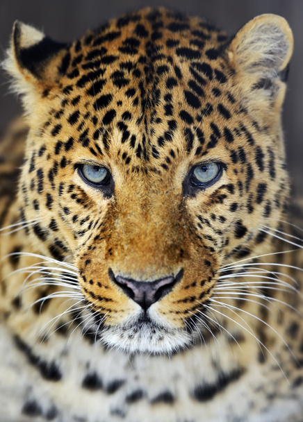 Leopard - Foto, Bild