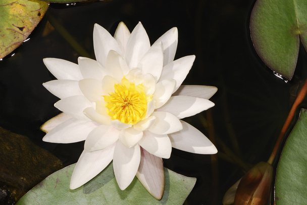 Witte lotus - Foto, afbeelding
