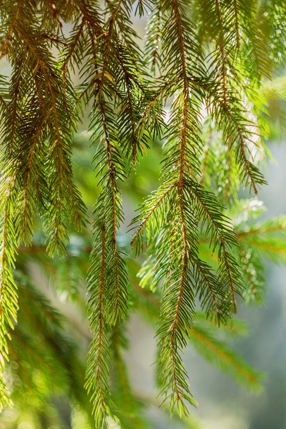 Fir branch on blurred nature background - Photo, image