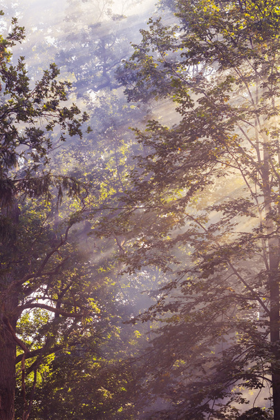 Morning sunbeam in forest with smoke - Photo, Image