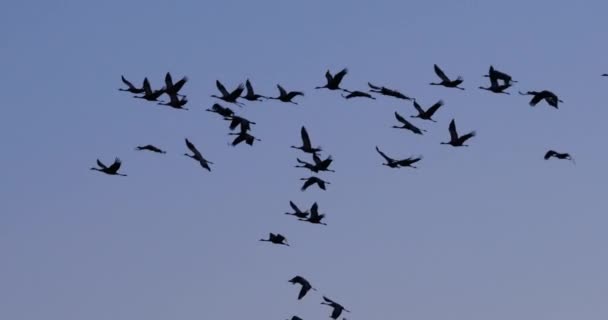 Flock of common cranes in the Camargue, France - Footage, Video
