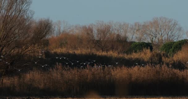 Flock of Black-headed gulls. Chroicocephalus ridibundus, flying in the Camargue, - Footage, Video