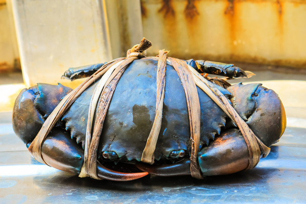 fresh serrated mud crab black in seafood market - Photo, Image