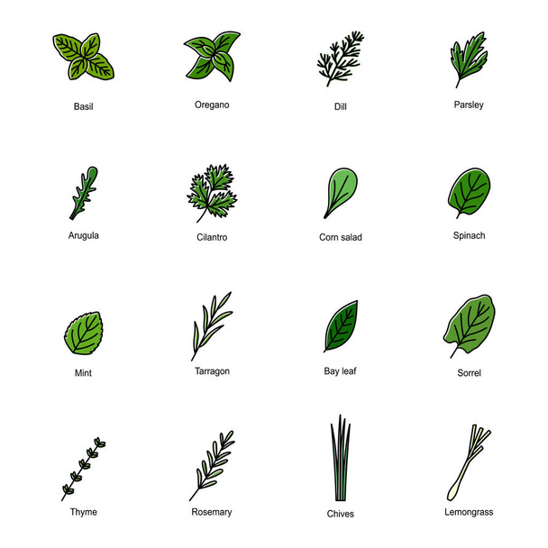 Set van kleurpictogrammen van culinaire kruiden, vectorillustratie - Vector, afbeelding