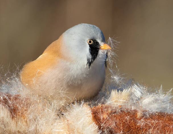 Bearded reedling, Panurus biarmicus. The male bird fluffs up the cattail - Photo, Image