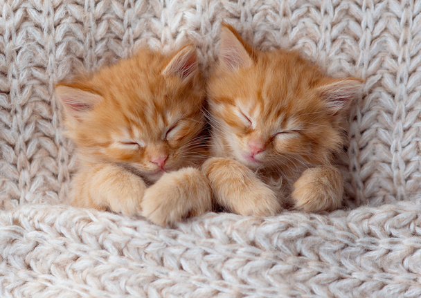 Two small striped ginger domestic kittens sleeping hugging each other at home lying on bed grey blanket funny pose. cute adorable pets cats - Photo, Image