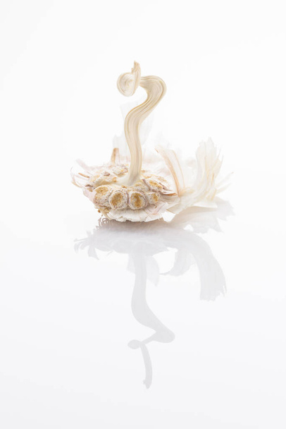 Garlic head without cloves on white background with reflection. - Photo, image