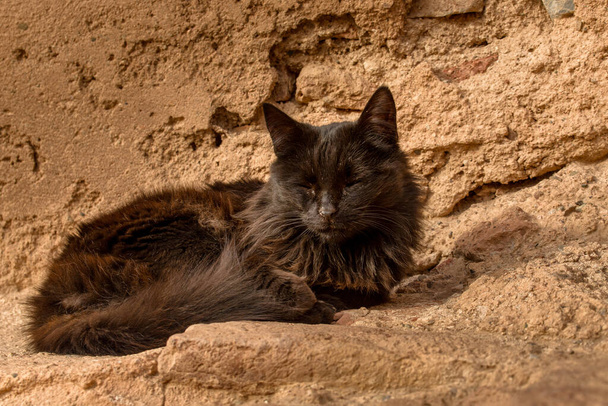 Egy fekete macska lustán szundikál a meleg napon, körülvéve a marokkói Marrakech élénk energiájával. A nyüzsgő várossal szembeni fényes bundájának kontrasztja emlékeztet a káosz közepette talált békés pillanatokra. Nyugodt póza árad belőle.  - Fotó, kép