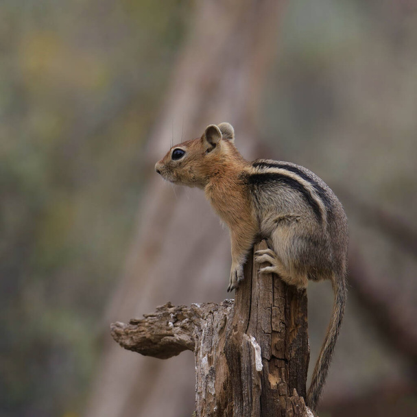 Cascade Golden-mantled Squirrel (spermophilus saturatus) poised on the end of a broken branch - Photo, Image