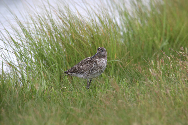 Willet (breeding) (tringa semipalmata) standing in tall grass beside a pond - Photo, Image