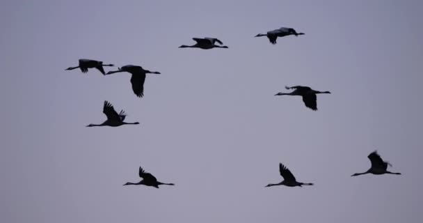 Flock of common cranes in the Camargue, France - Footage, Video