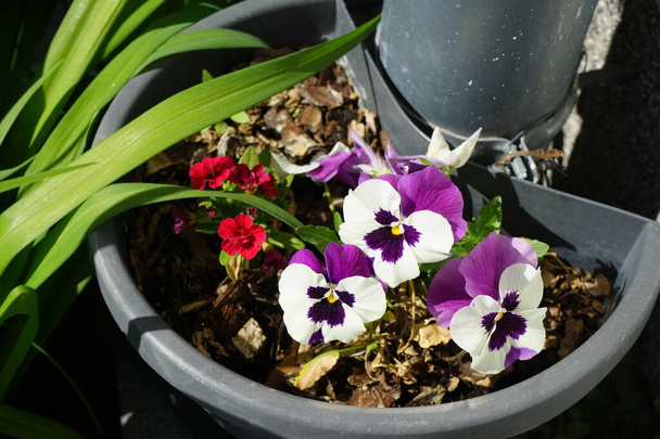 Viola tricolor var. hortensis ja Calibrachoa 'Uno Double Red' riippuvassa kukkaruukussa alaputkessa toukokuussa. Berliini, Saksa - Valokuva, kuva