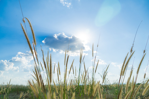 Лемма трава, что свет солнца, сияющий позади с ярко-голубым sk
 - Фото, изображение