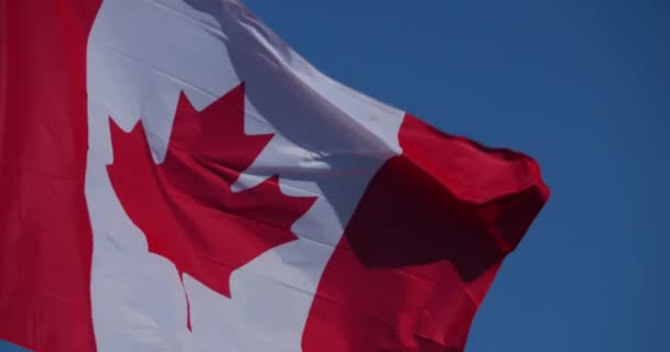 Национальные канадские флаги, размахивающие ветром. - Кадры, видео