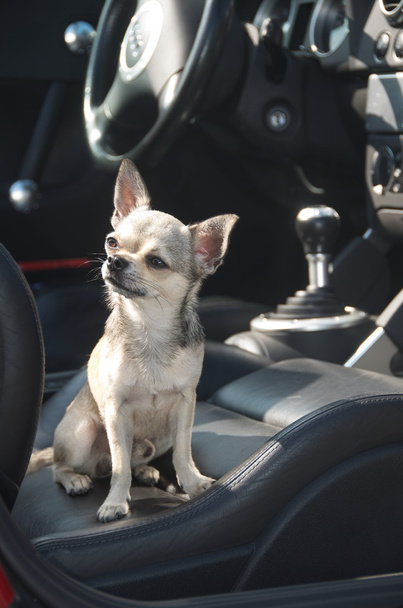Chihuahua in cabrio - Photo, Image