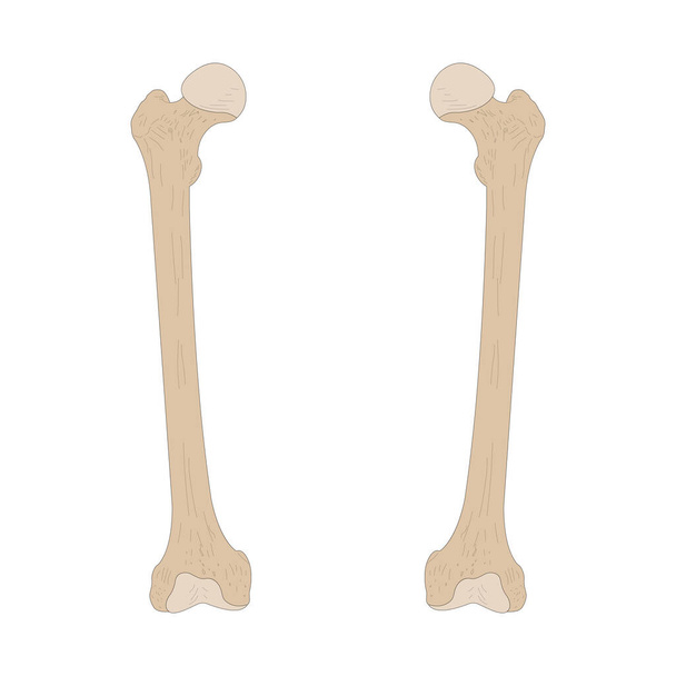 Τα οστά του ανθρώπινου σκελετού. Δεξί μηρό και αριστερό μηρό. Πρόσθια (κοιλιακή) όψη. - Φωτογραφία, εικόνα