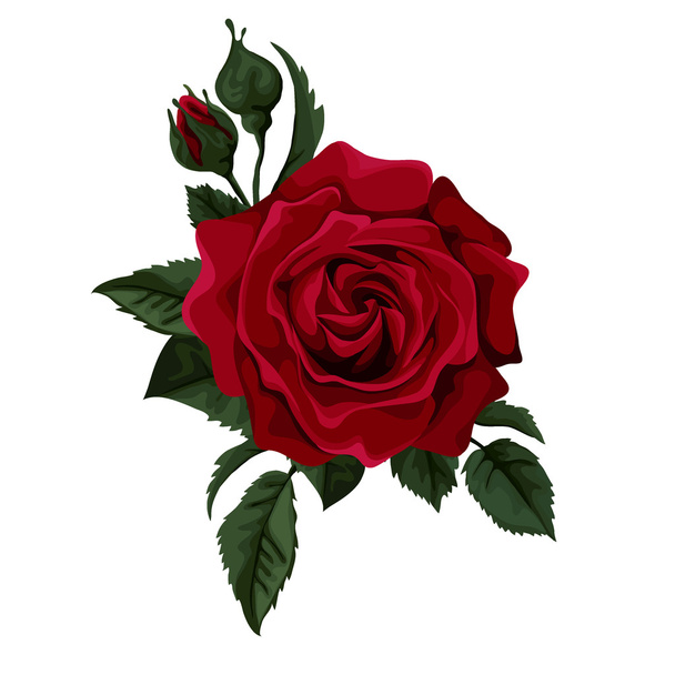 Red rose isolated on white. Perfect for background greeting cards and invitations of the wedding, birthday, Valentine's Day, Mother's Day. - Vektör, Görsel