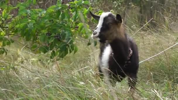 村の牧草地で発見された若いヤギの放牧 - 映像、動画