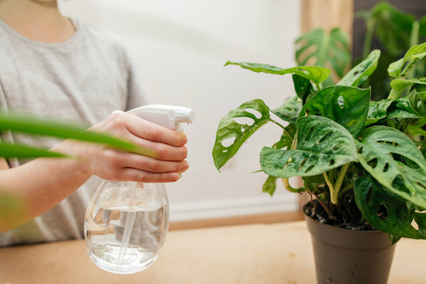 Close-up of a girls hands spraying houseplants with a spray bottle. Plant care. Hobby for home. - Foto, Imagem