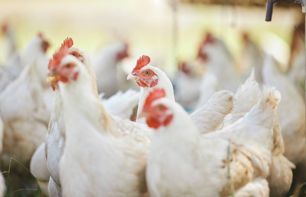 Sustainable, chicken and poultry livestock on farm for agro, agricultural and organic business. Farming, sustainability and animal on outdoor eco friendly countryside field or environment for protein. - Photo, Image