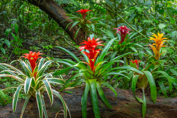 Bromeliad Flowers, Guzmania Tropical plants in Brazilian rainforest, Pantanal , Brazil - Fotoğraf, Görsel