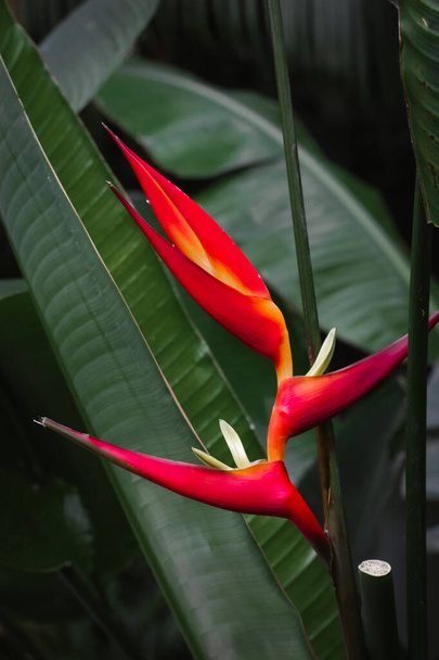 Heliconia bihai lobster plant with blooming red exotic flowers among dark green fresh foliage in a jungle, botanical garden, greenhouse. Clawns plants. Red palulu blossom. Wild natural landscape. - Фото, изображение