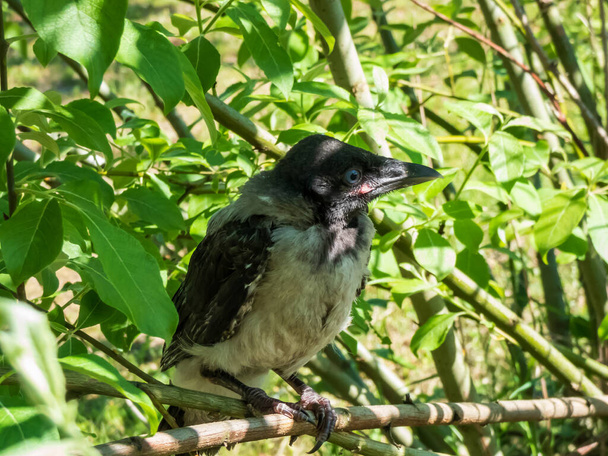 Close-up shot of the juvenile hooded crow (Corvus cornix) with dark plumage with blue and grey eyes sitting on a branch in a tree among green leaves with bright backlight - Photo, Image
