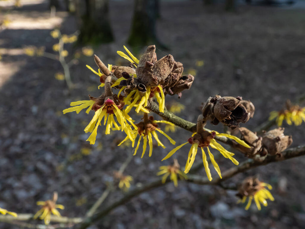 Close-up shot of the hybrid witch hazel (hamamelis intermedia) flowering with yellow and orange twisted petals on bare stems in early spring - Photo, Image