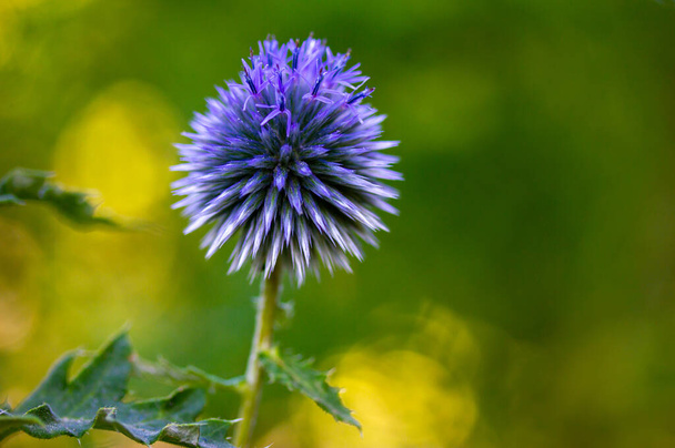 Petit chardon globe ou Echinops ritro plante à fleurs en forme de boule ronde bleu-violet sur fond naturel vert. Cultiver des fleurs dans un jardin d'été, floriculture. Fond d'écran fleur sauvage copie espace - Photo, image