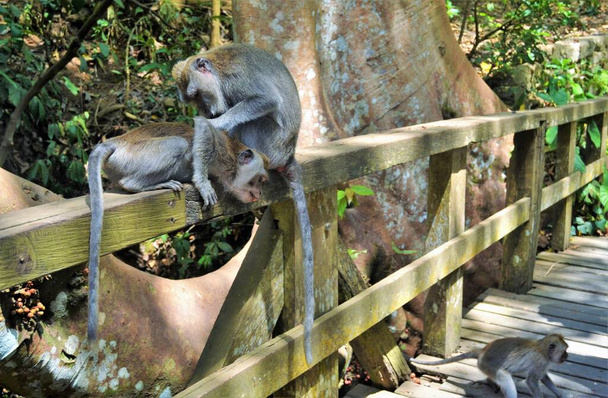 Дивна кумедна сцена, сім'я мавп зайнята пошуками вошей на мосту, Ліс мавп, Балі.. - Фото, зображення