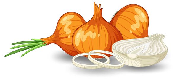 Whole of onion and sliced illustration - Vector, Image