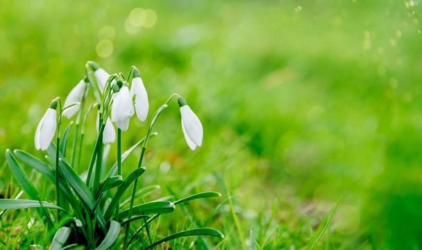 nevadas blancas sobre hierba verde en un día soleado de primavera. Espacio para el texto. Foto de alta calidad - Foto, imagen
