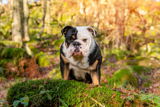 Negro tri-color divertido Inglés British Bulldog Dog salir a dar un paseo mirando hacia arriba sentado en la hierba en el bosque en otoño día soleado al atardecer - Foto, Imagen