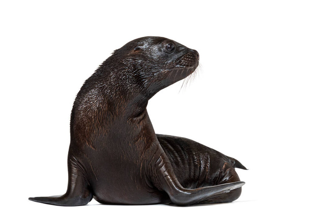 Pup South American sea lion two months old, Otaria byronia, isolated on white - Foto, Imagen